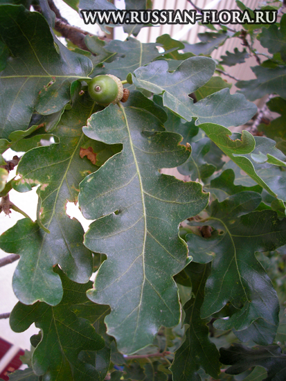 Дуб пушистый (Quercus pubescens)